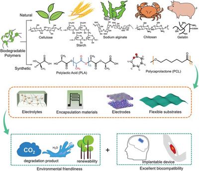 綠色能源新動(dòng)力 生物可降解聚合物在超級(jí)電容器中的進(jìn)展與前景